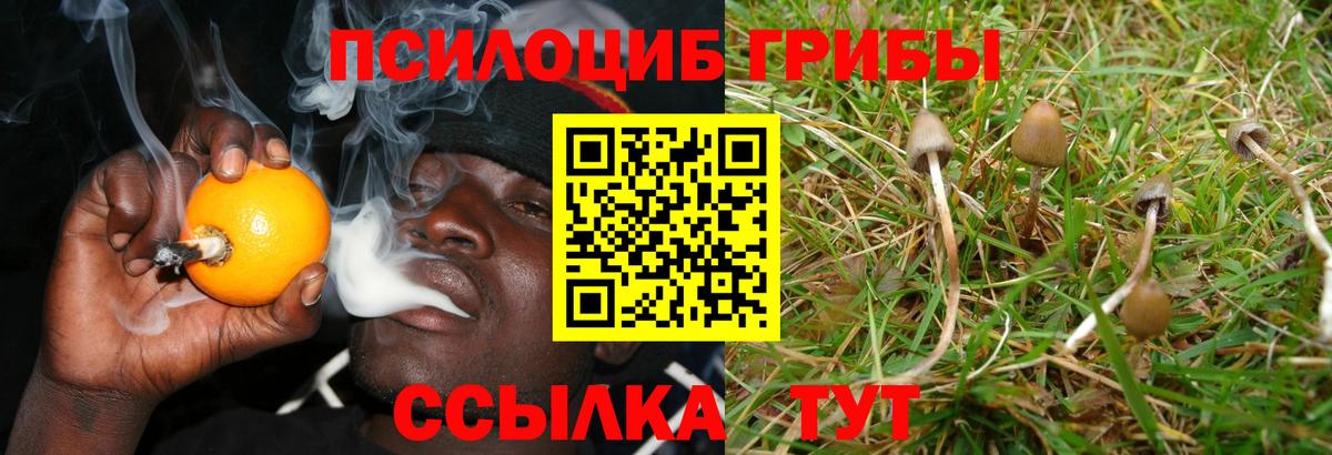 Псилоцибиновые грибы GOLDEN TEACHER Гусь-Хрустальный